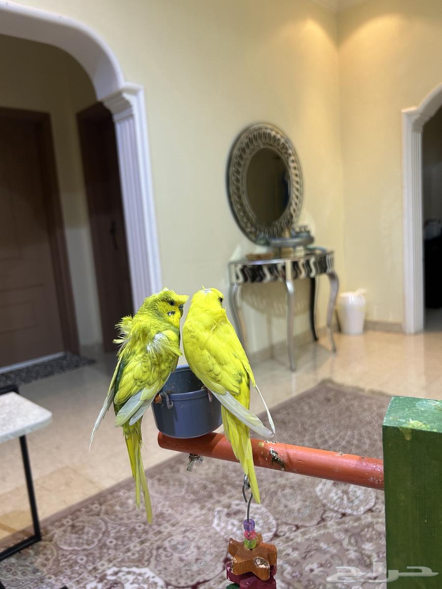 للبيع زوج بادجي مميز وأليف جد ((تمم البيع ))64230316516867111