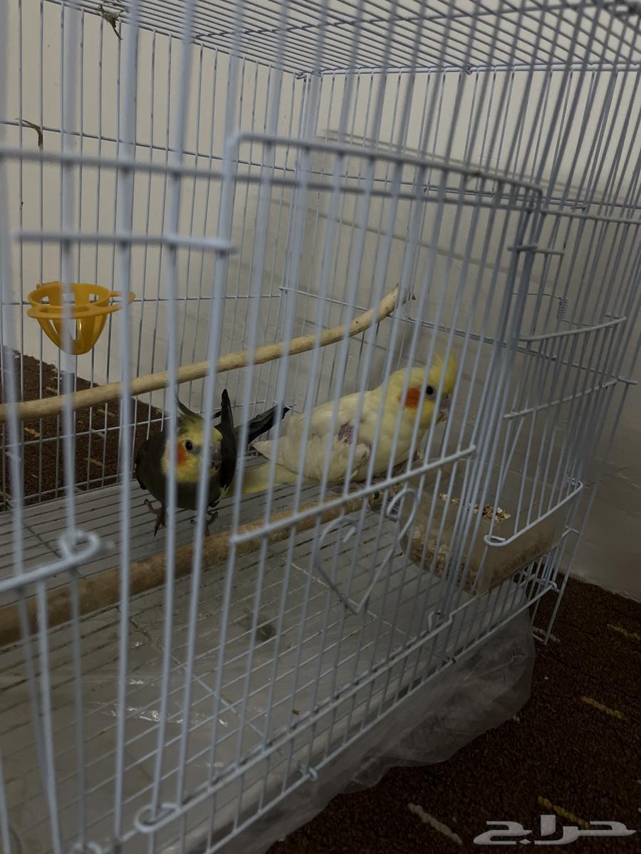 جوز كروان منتج السعر 450 قابل للتفاوض اخر حد 40064229935214211111