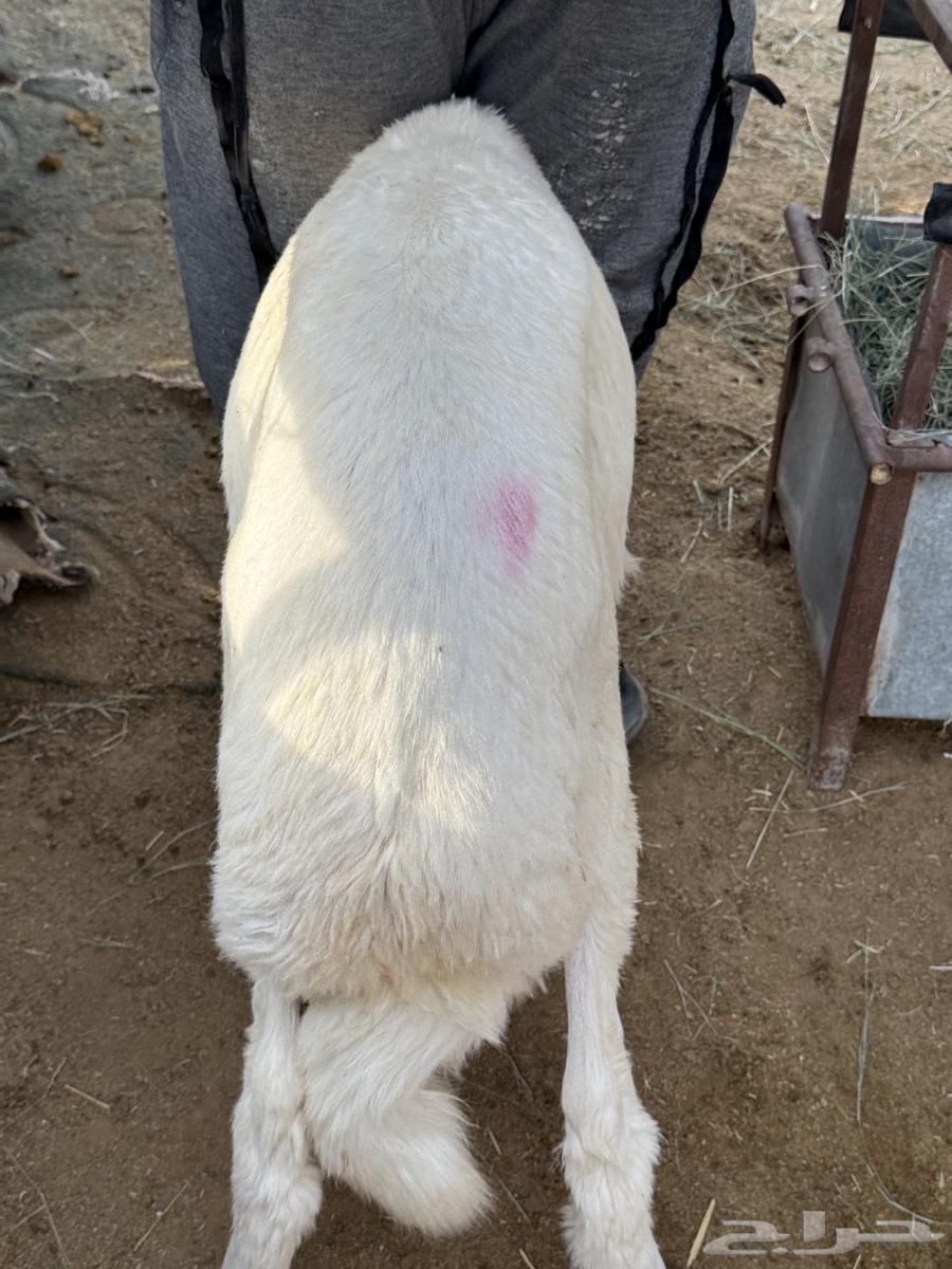 غنم حري للبيع جزله ومغلقه64221081732482110