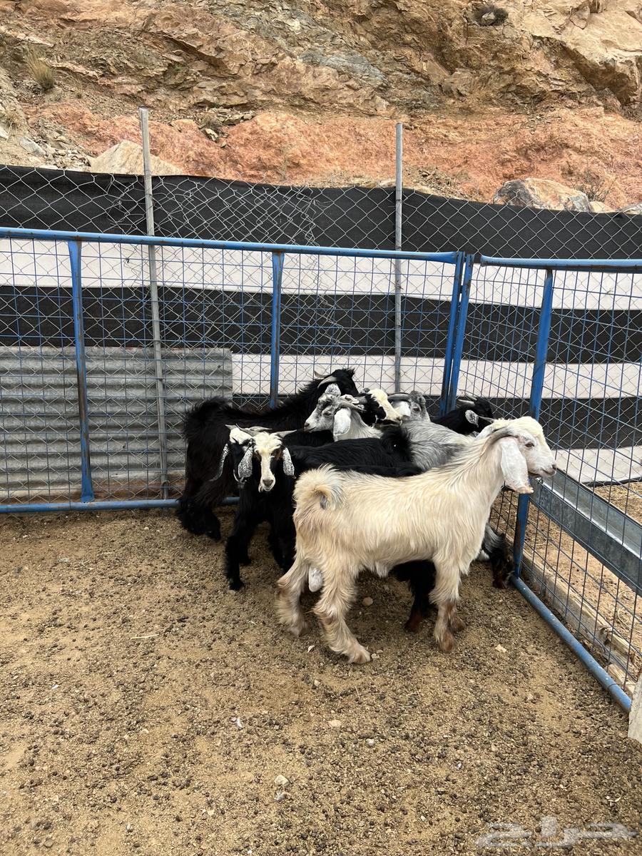 تيوس للبيع64219014972419114