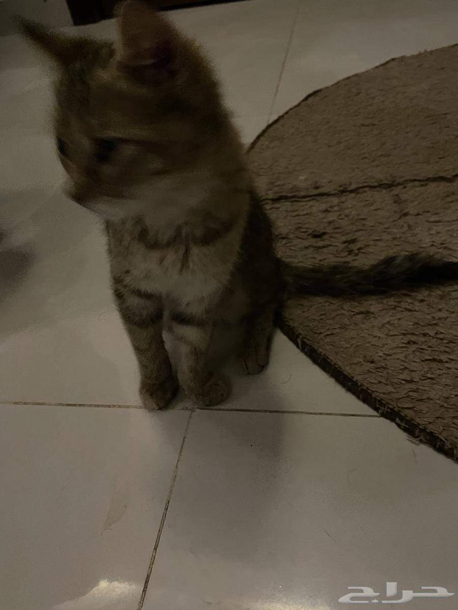 بسه اليفه جدا ولعوبة خاليه من الأمراض تحتاج احد يتبناها64225556834818113