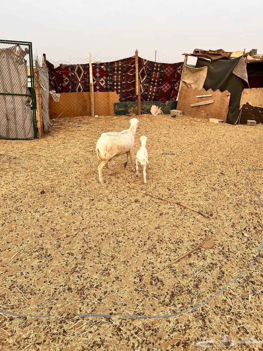 رفيديه متبع بخروف الإعلان الأول64229310232833111