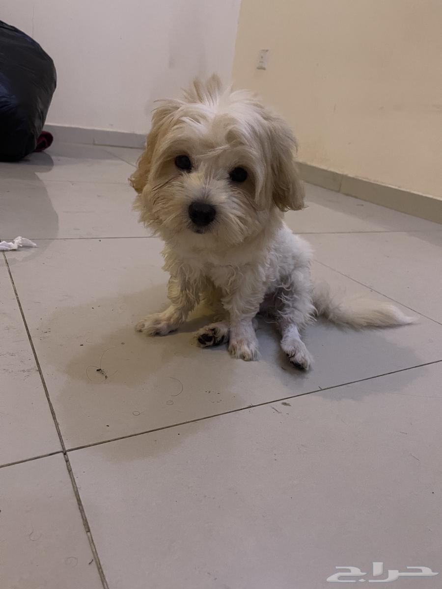 كلب مالتيز بيور64231182341891112