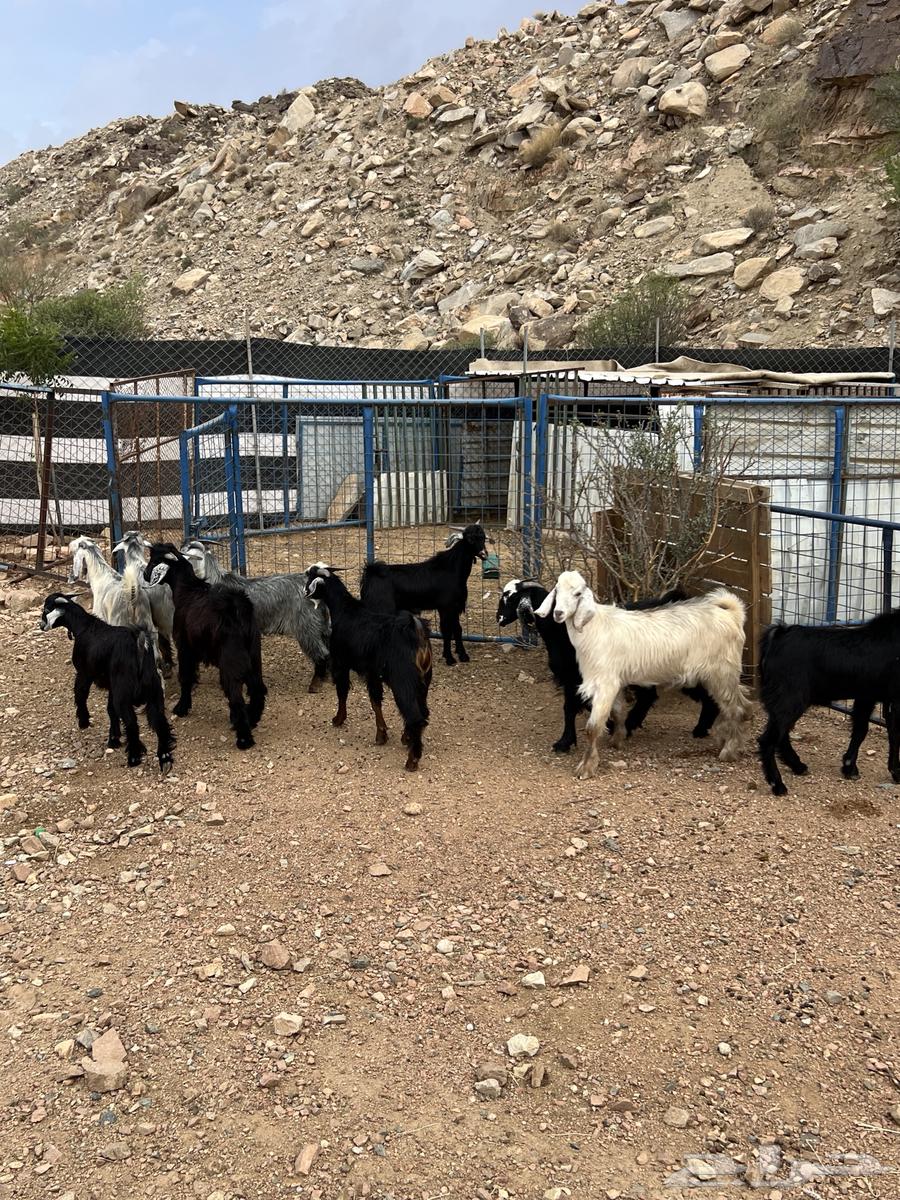 تيوس للبيع64219014972419112