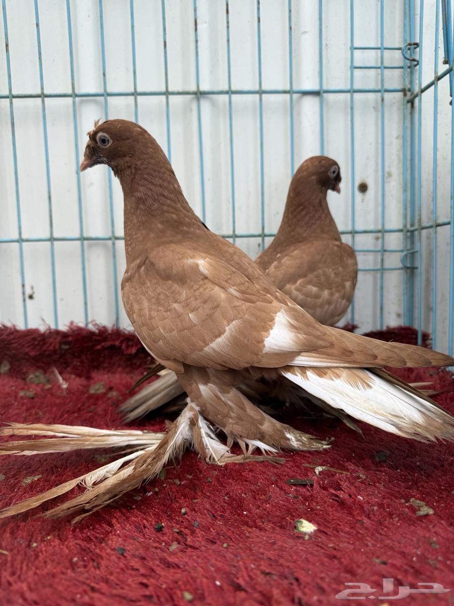 طبه تركي سوري تم البيع64215889569410114