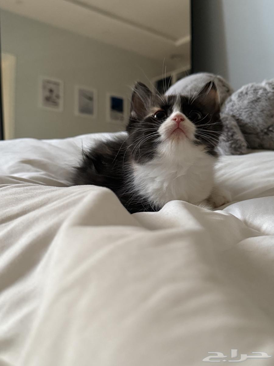 كيتن للبيع64231182161665113