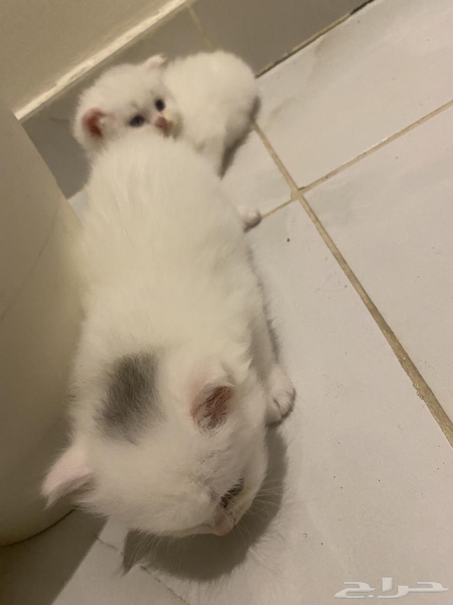 قطط صغيره للبيع64222320148483114