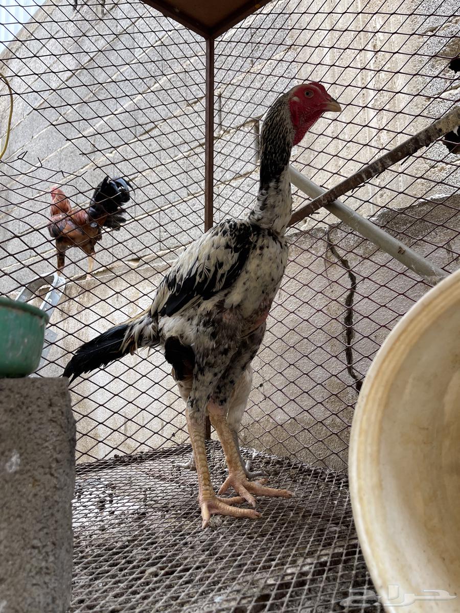 ديك يباني64217529901827111