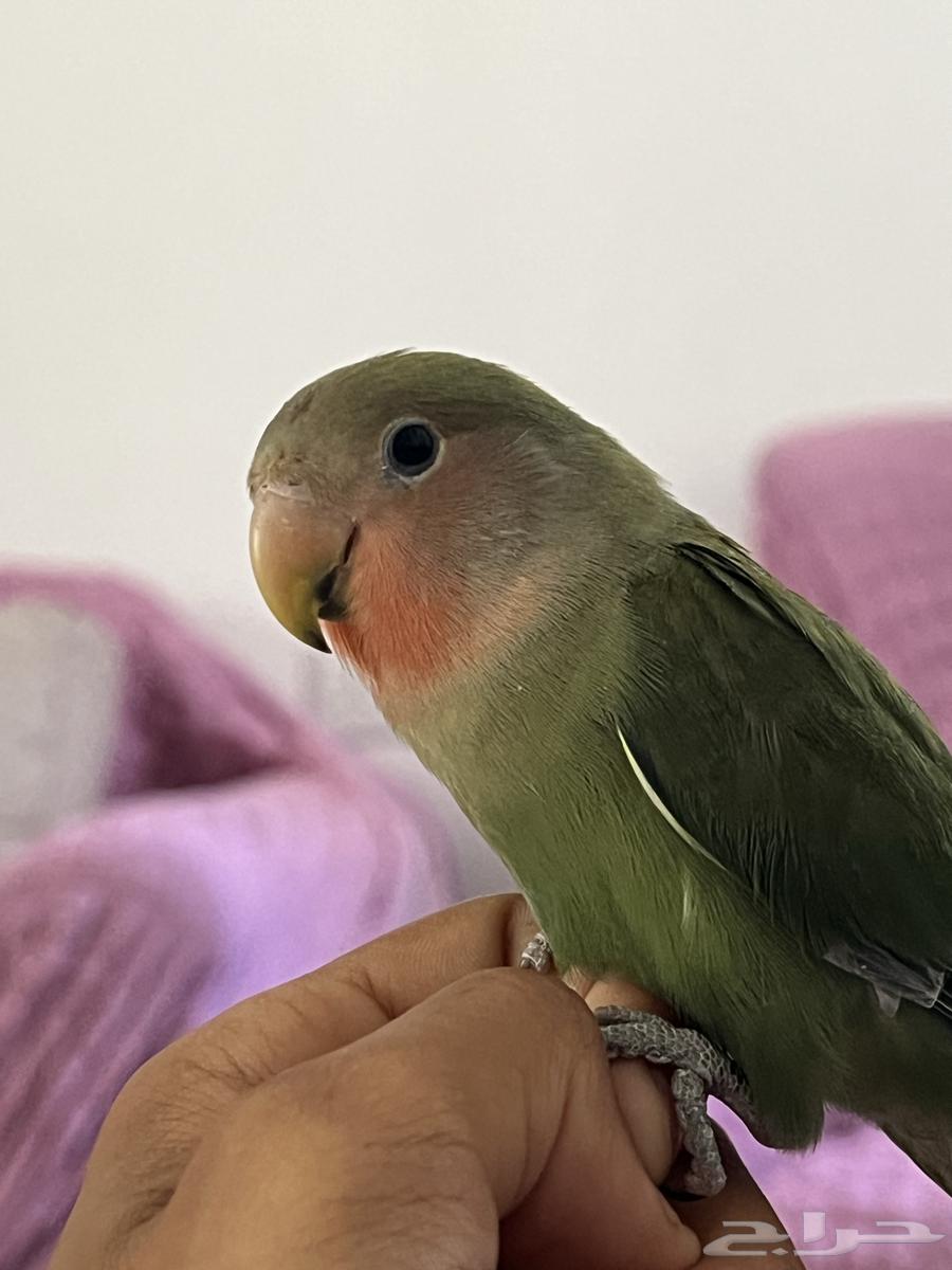 روز الييف64213379971458111