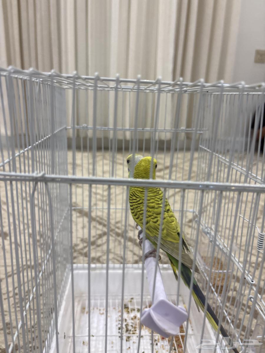 السلام عليكم ورحمة الله وبركاته64204715588866110