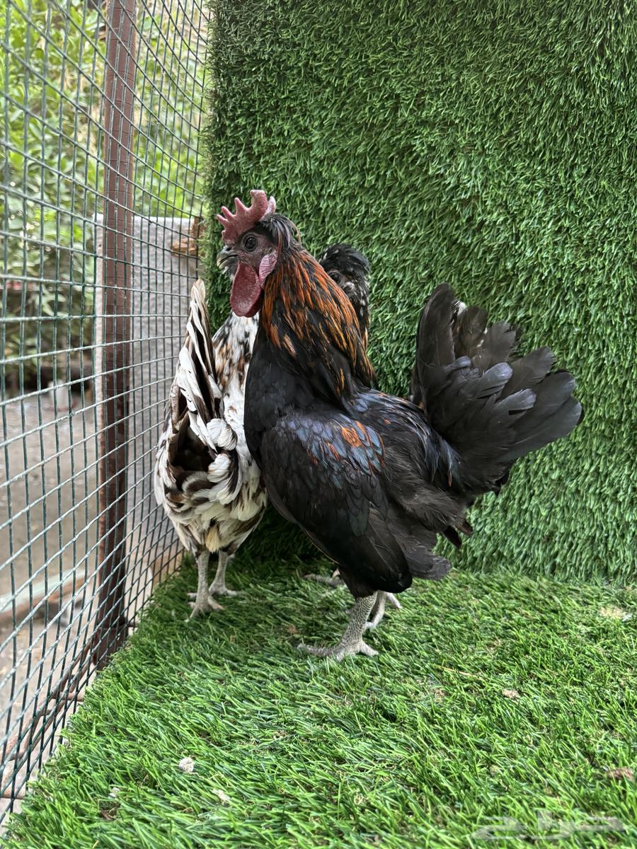 للبيع دجاج كويتي فاخر64226394895617113