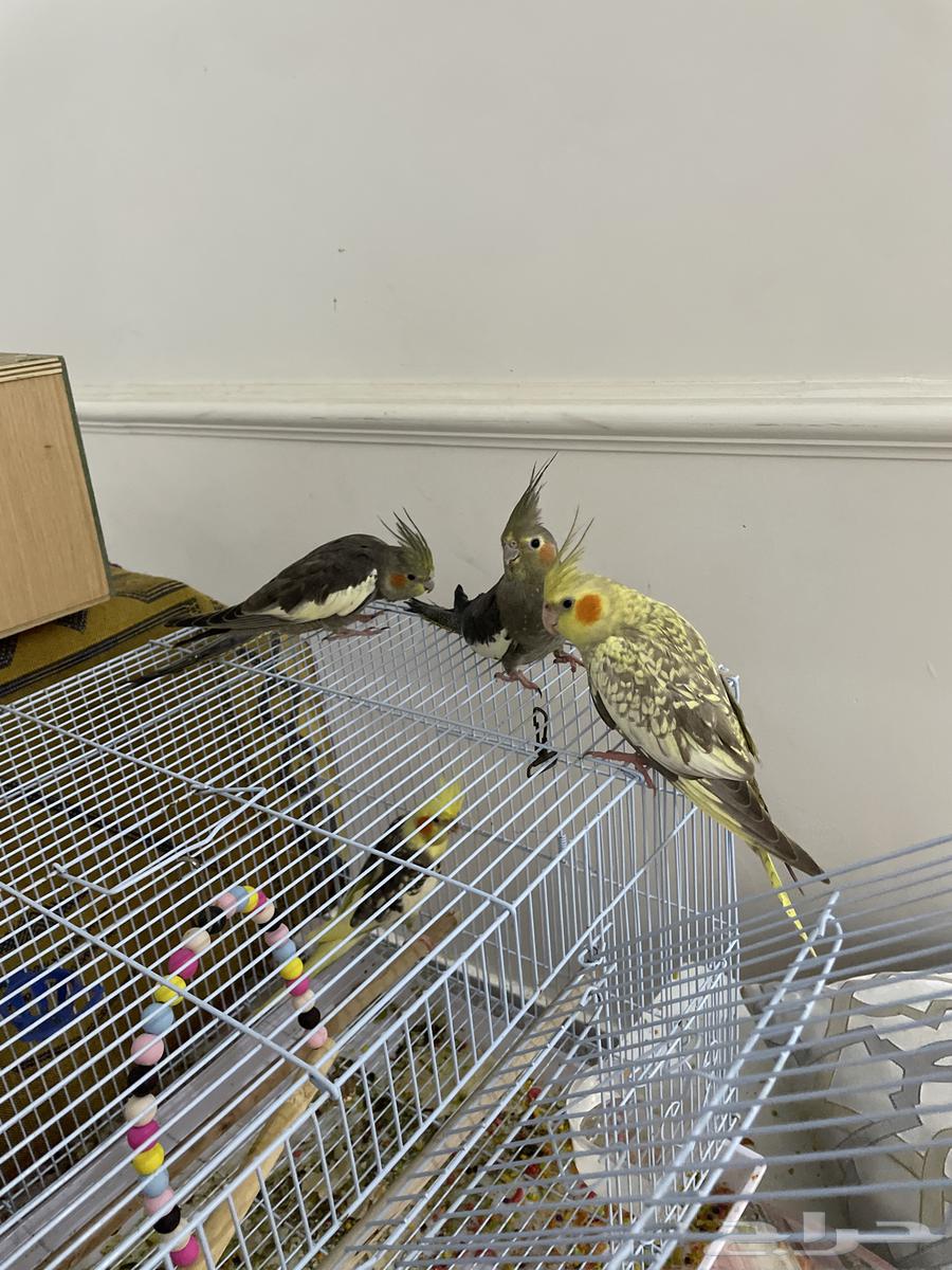 كروانات للبيع64213830985090111