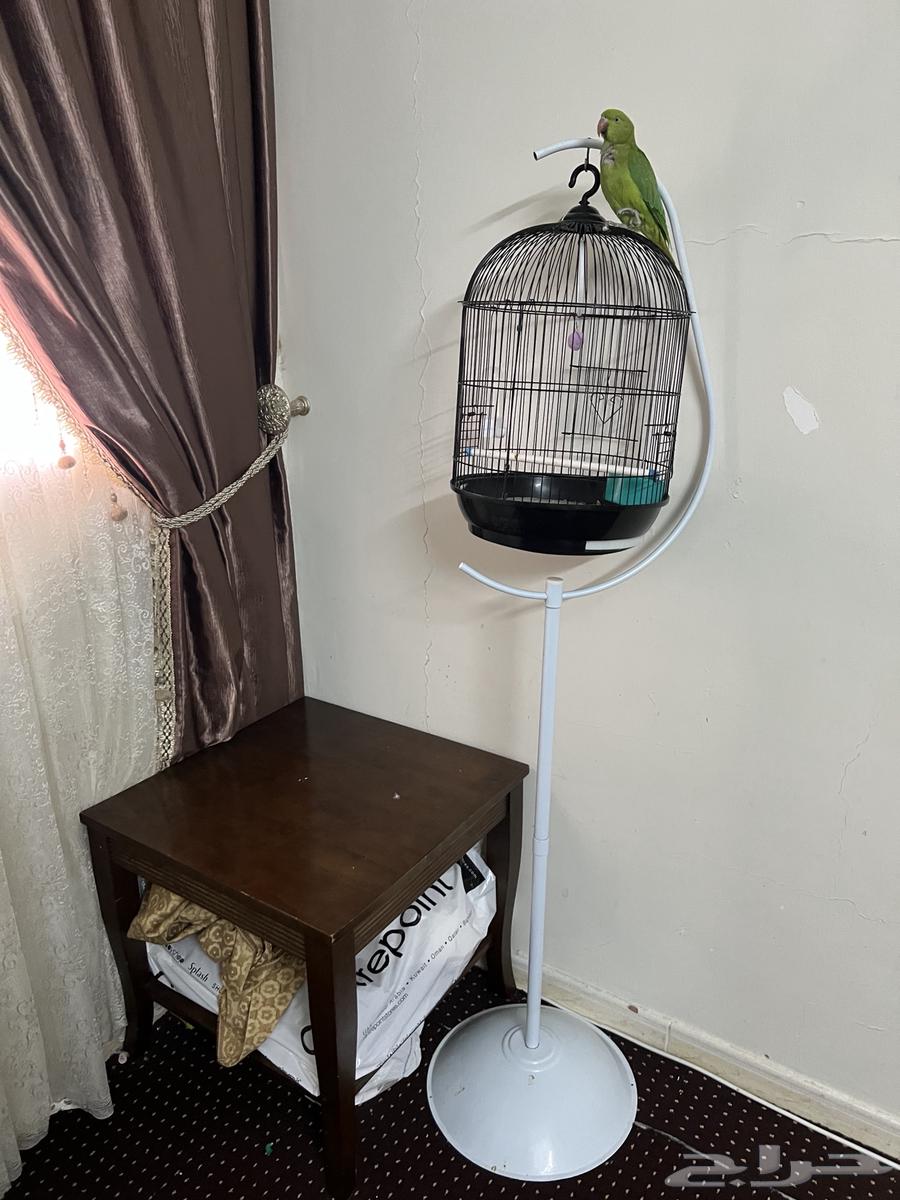 قفص عصافير جديدة64225360889601111