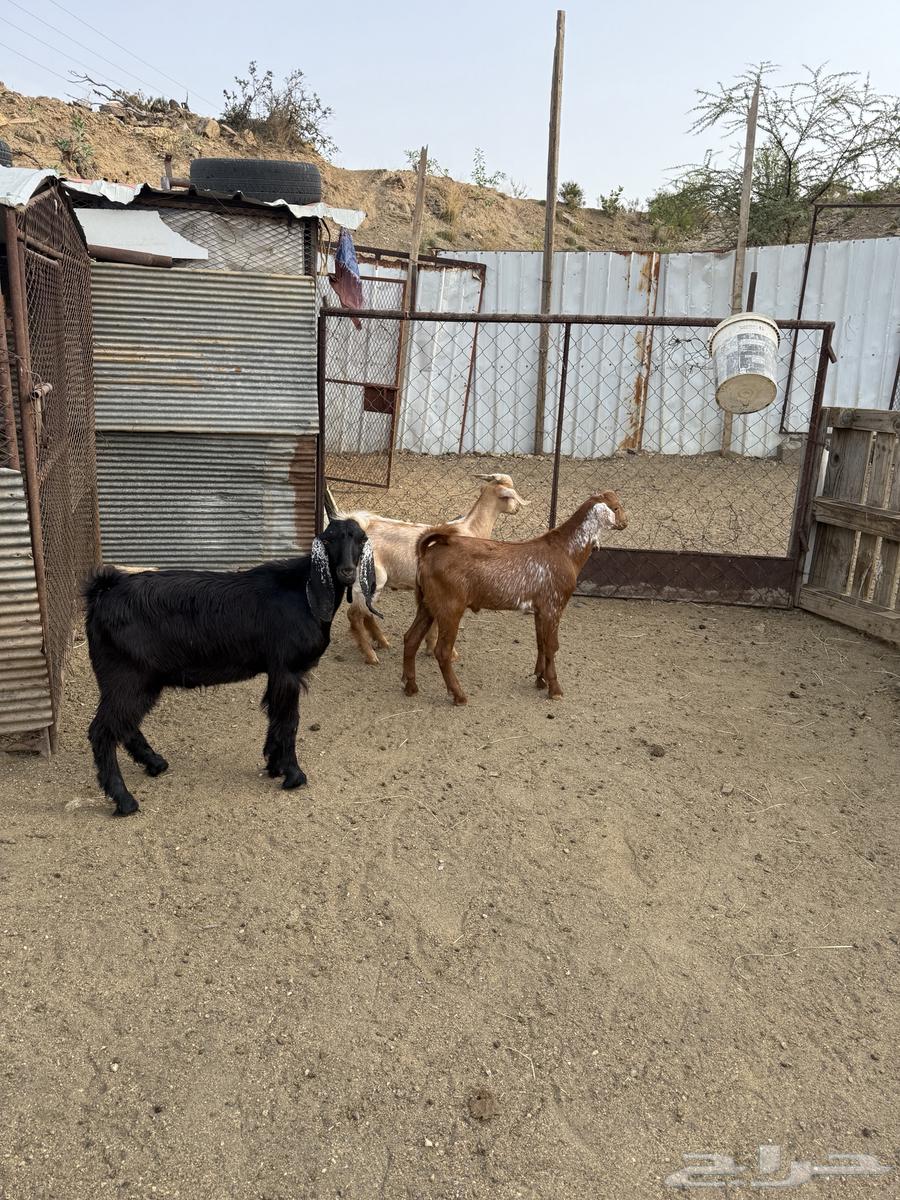 تيوس سمان تم البيع خارج الموقع64211707165697110