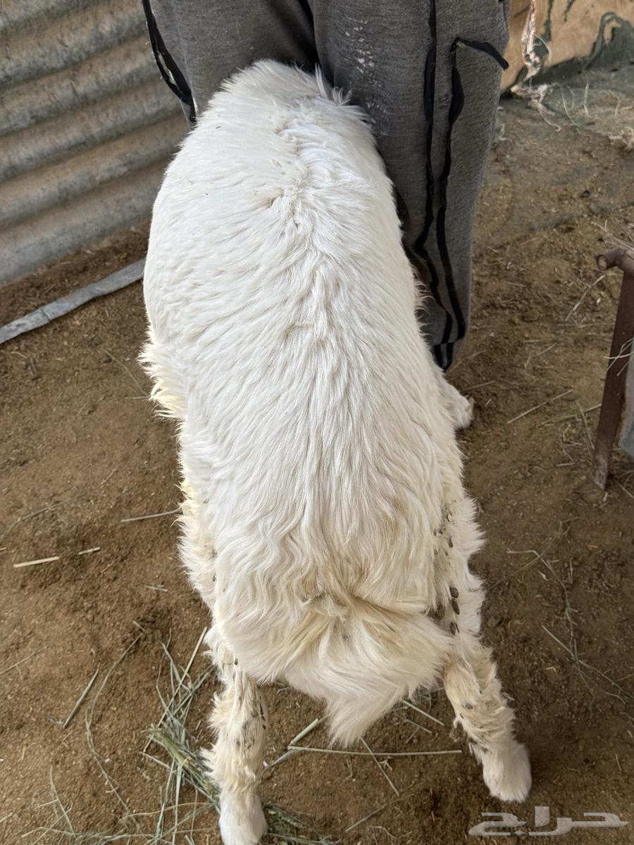 غنم حري للبيع جزله ومغلقه64221081732482112