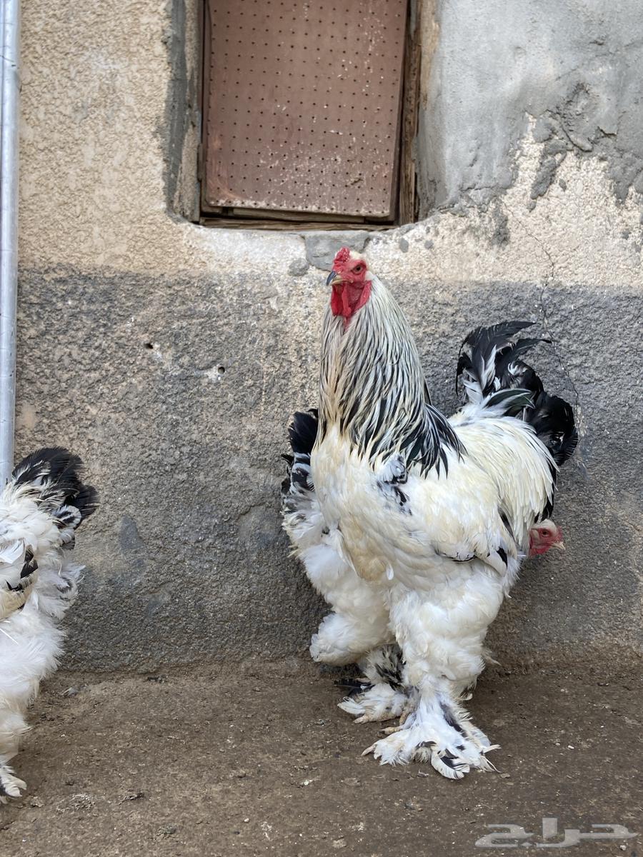 دجاج براهما كونك خوارج64224992050947113