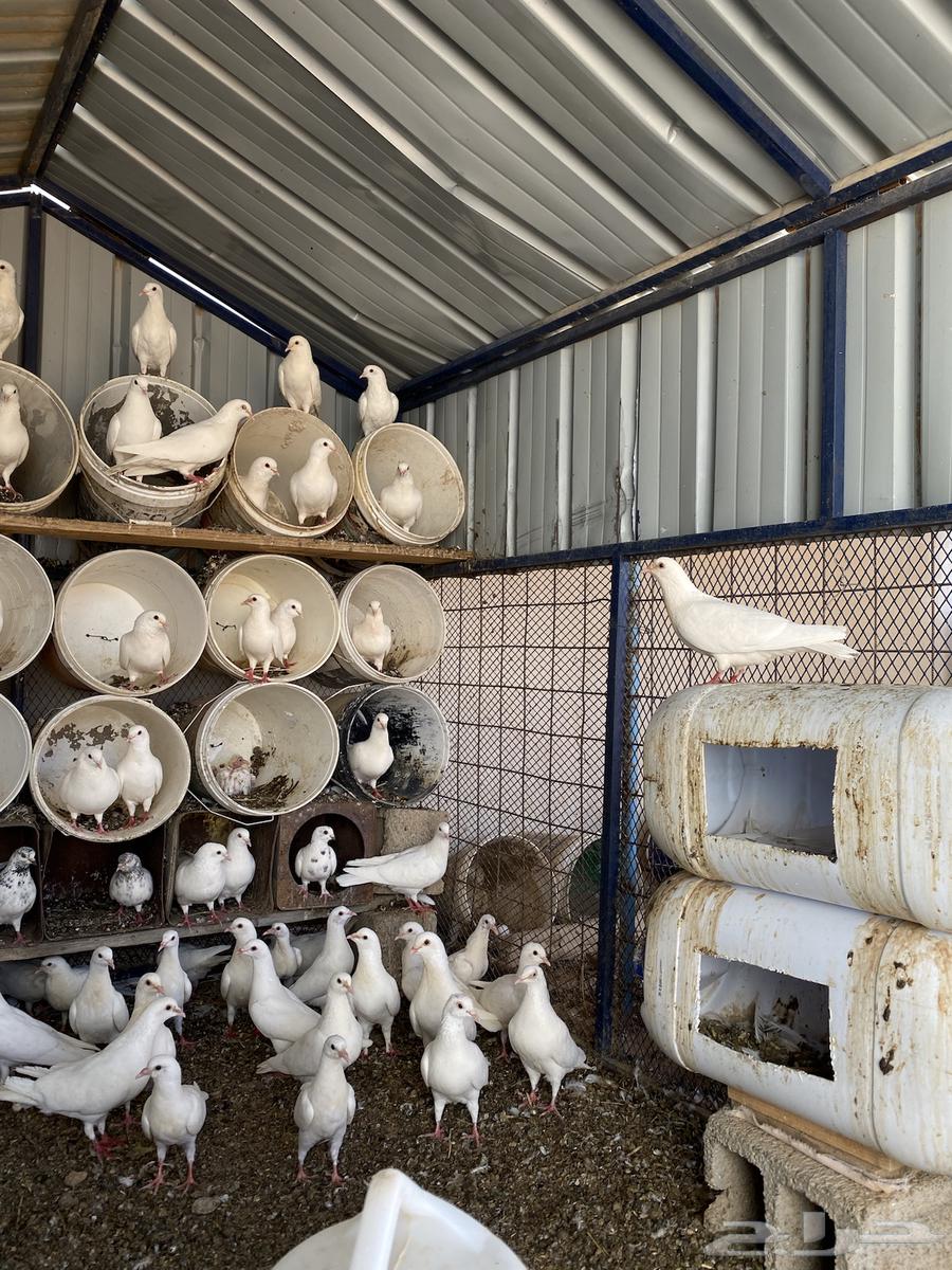 للبيع حمام فرنسي شرط64215388018178113