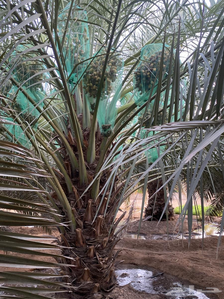 تمر صقعي في النخل للبيع64217972843649113