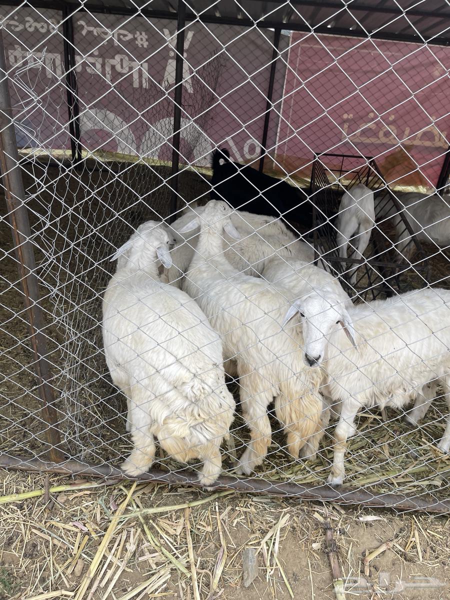 خرفان للبيع64230658228482110