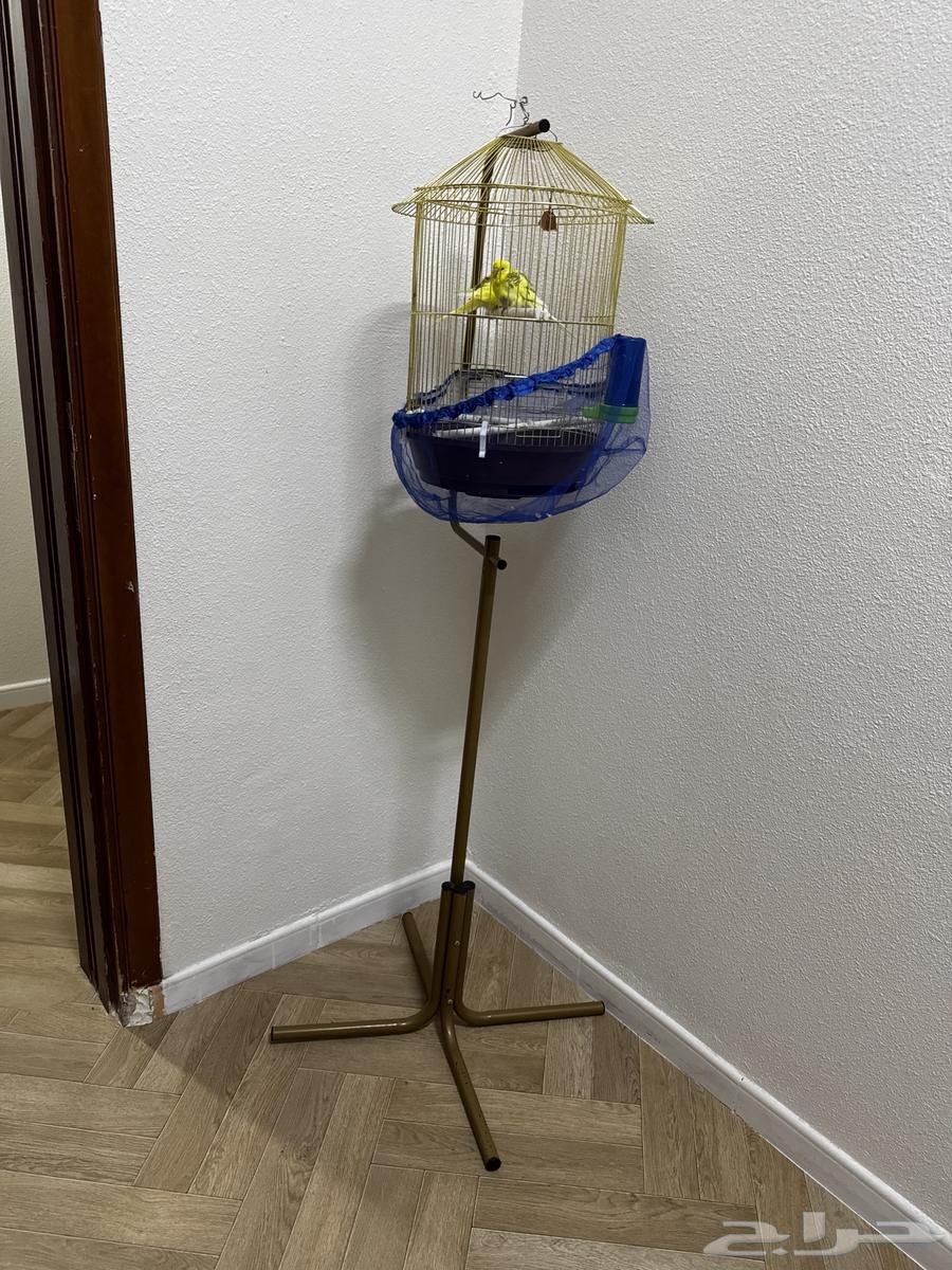 عصافير مع القفص والاستاند64221485956097110