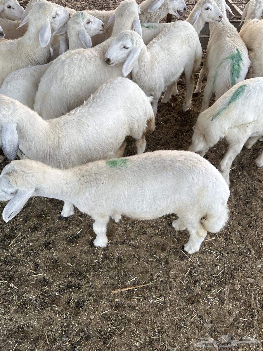 بهم تربية وطليان وتيوس حرية64222319647747112