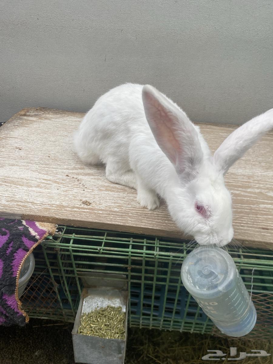 ارنب للبيع64220226581507111