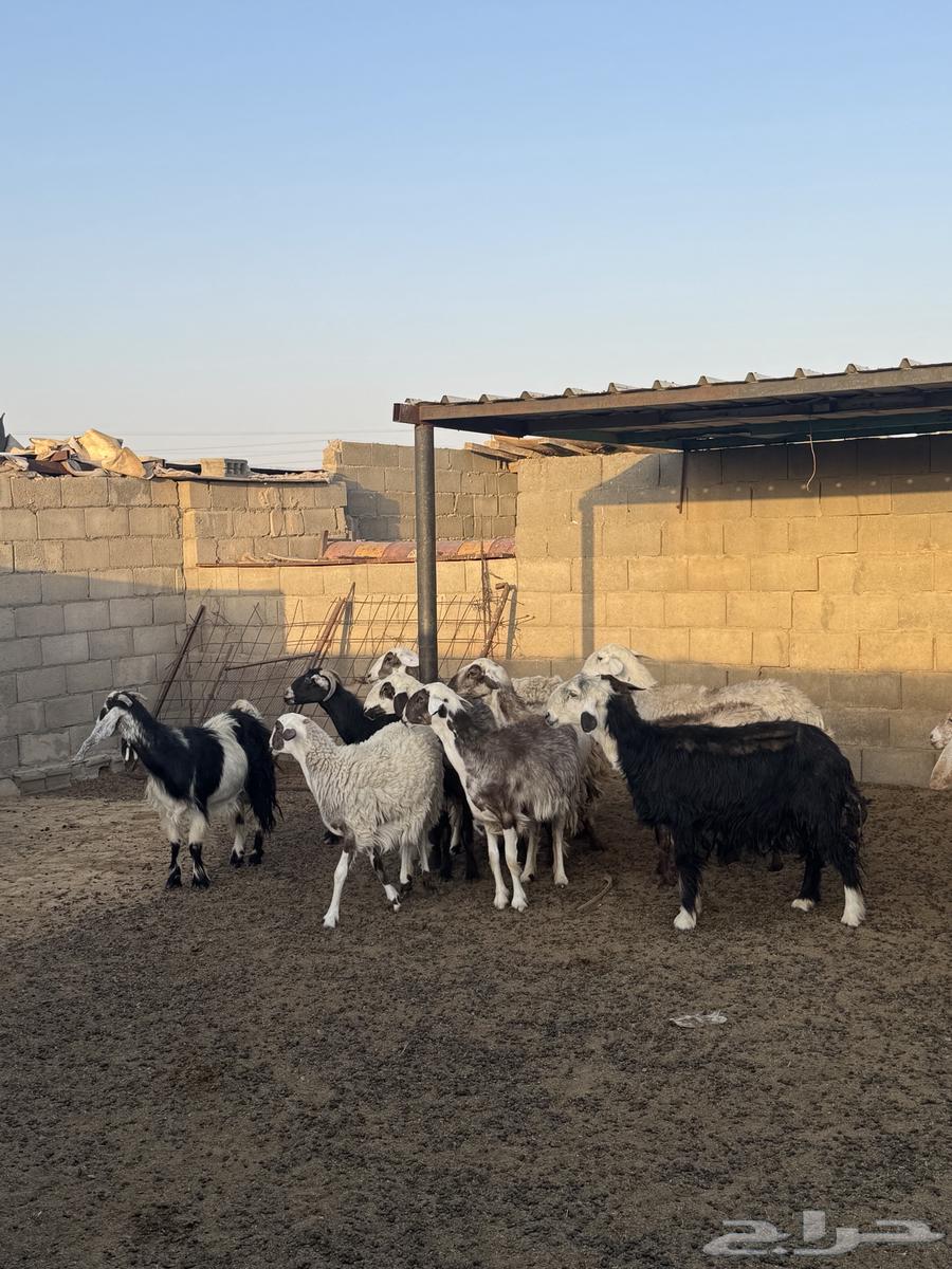 غنم للبيع جمله مستعجل لايجي الى الصامل64229479377026112