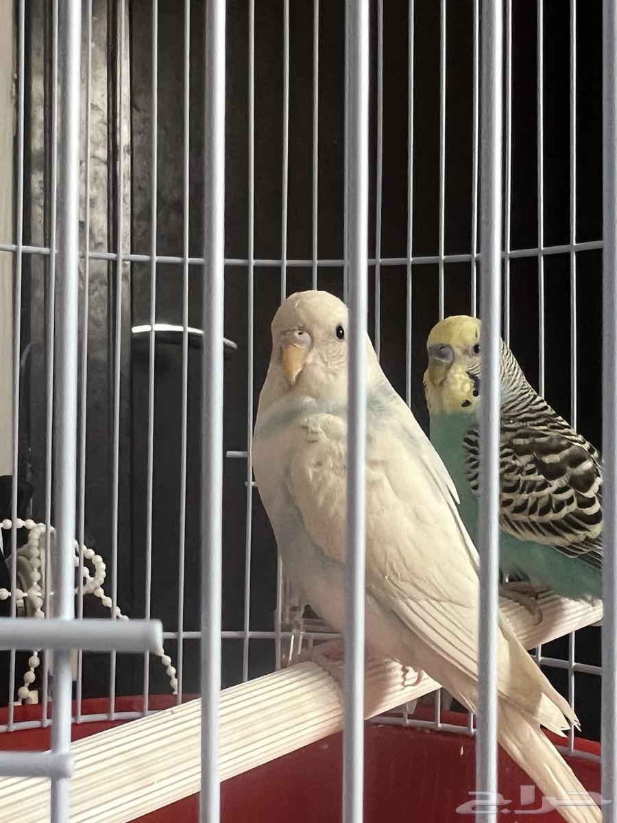 للبيع طيور الحب اثنين64218398915203113