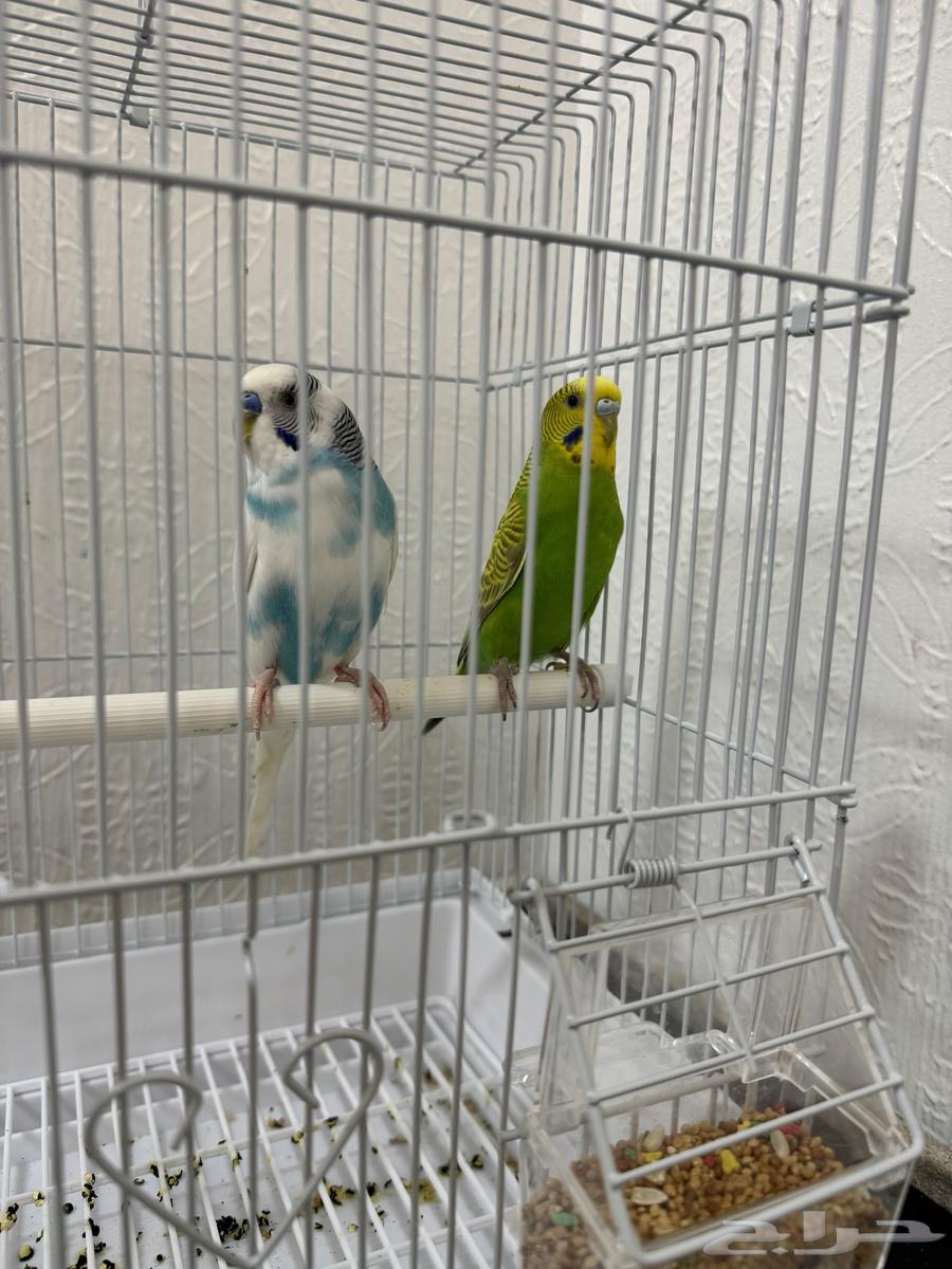 جوز عصافير الحب للبيع64219246529411111