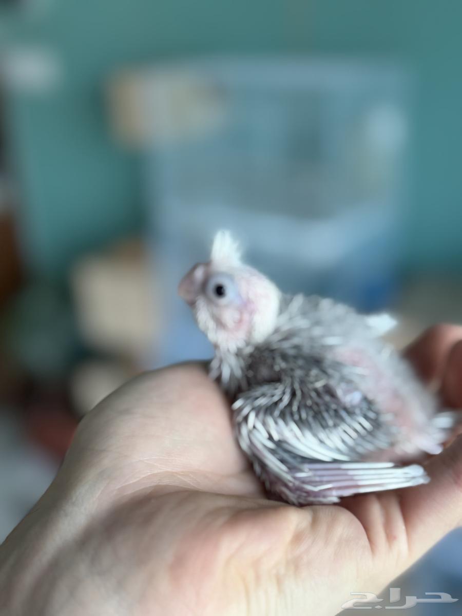 تم البيع64212977073537113