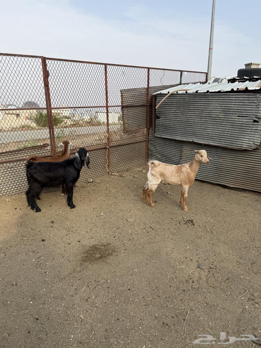 تيوس سمان تم البيع خارج الموقع64211707165697112