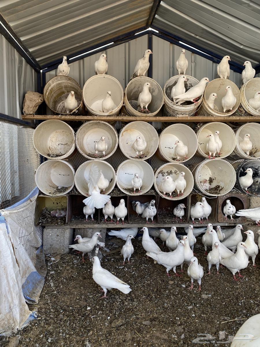 للبيع حمام فرنسي شرط64215388018178111