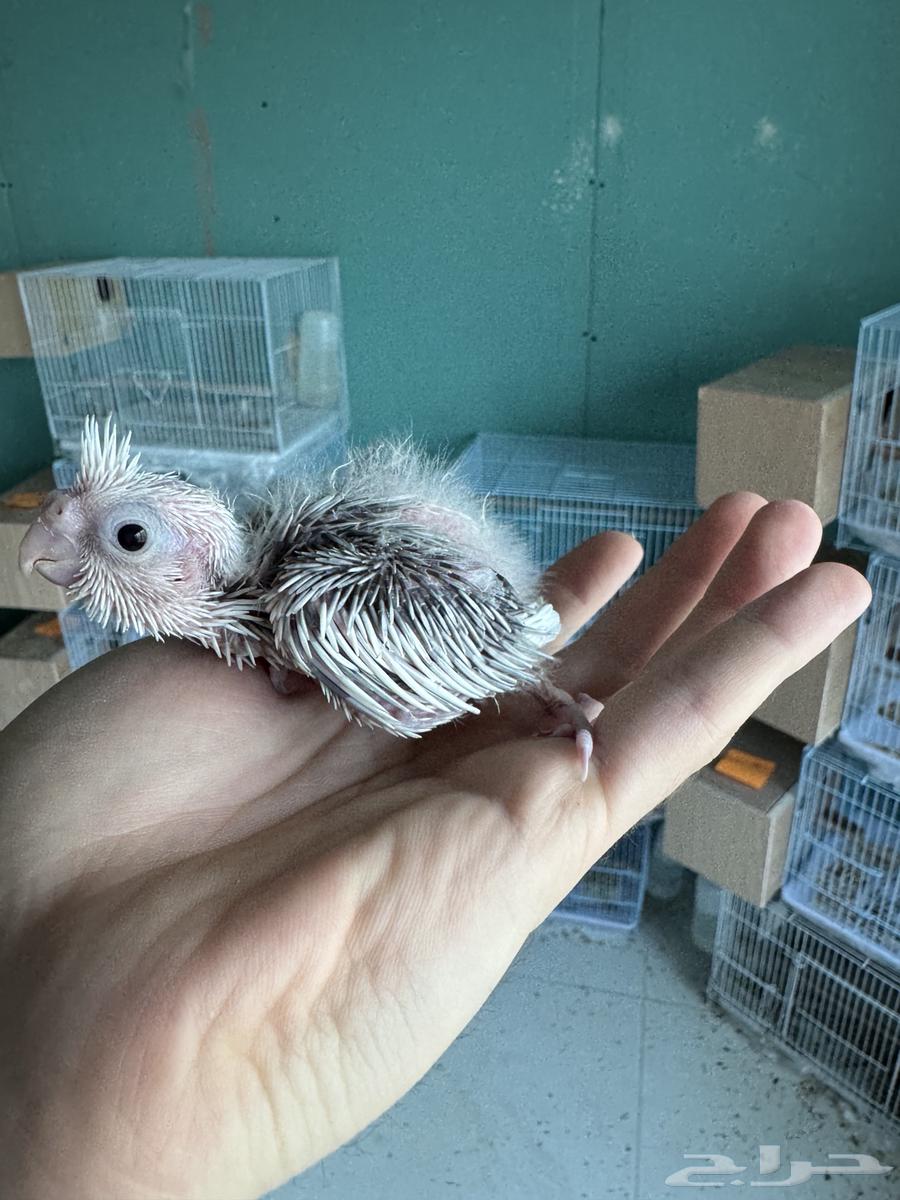 تم البيع64212977073537111