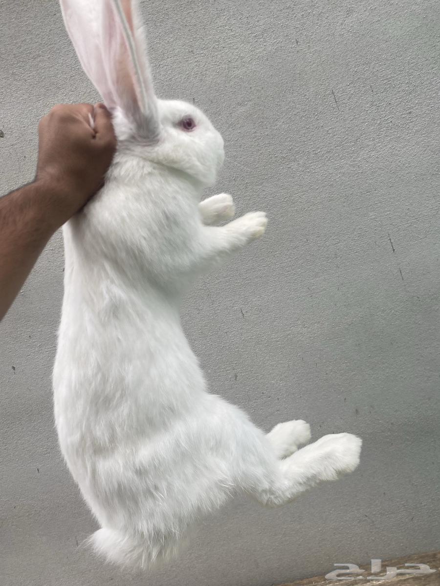 ارنب للبيع64220226581507113