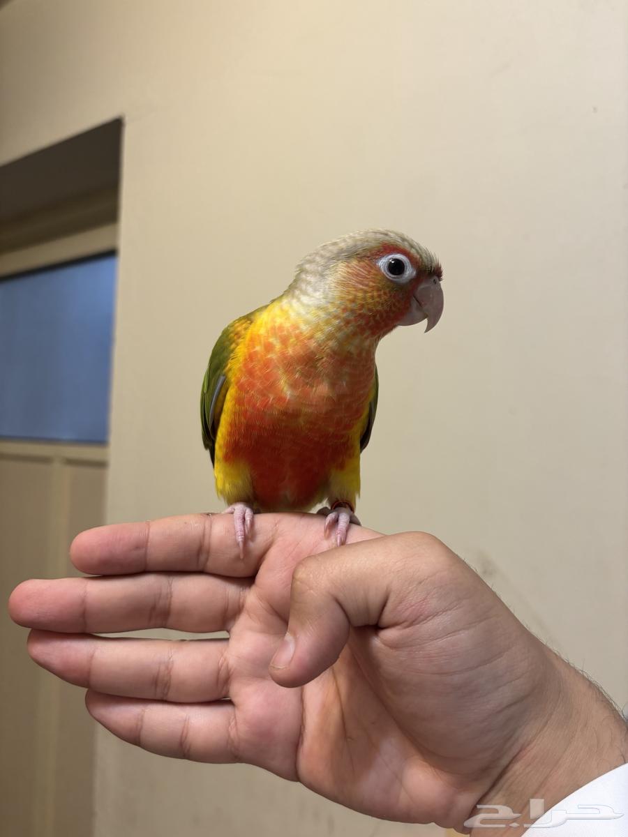 كنيور اليف مفطوم64226569999873112