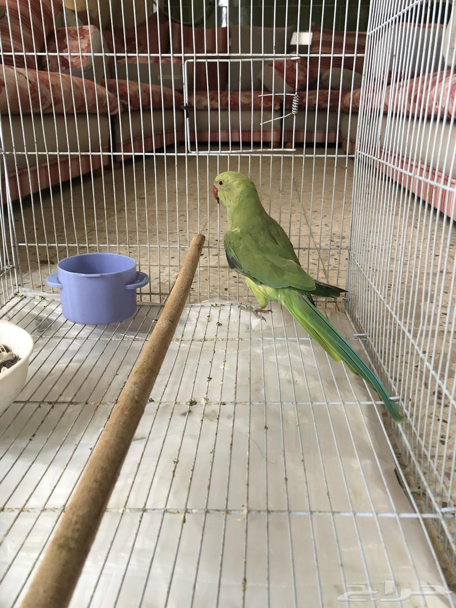 دره هندي64222136633345111