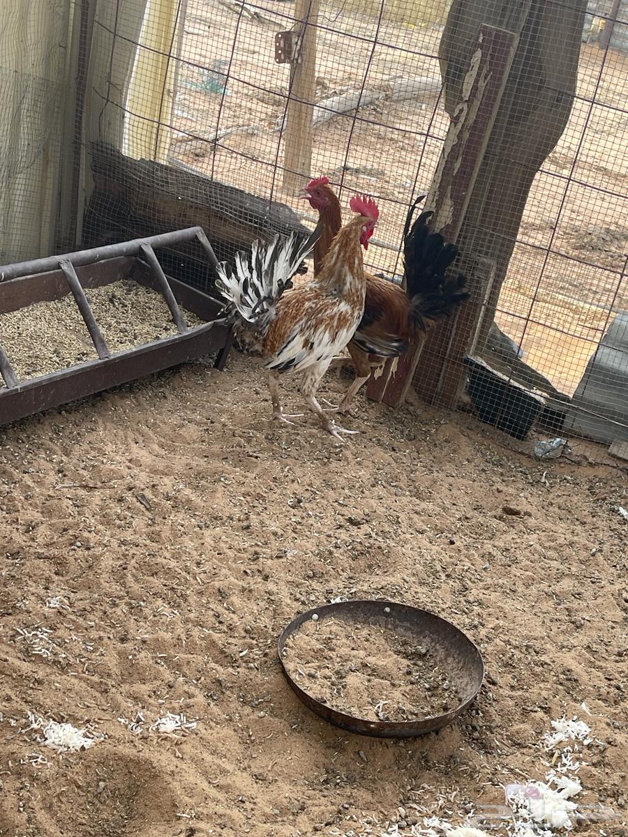 ديكه للبيع64221486154497111