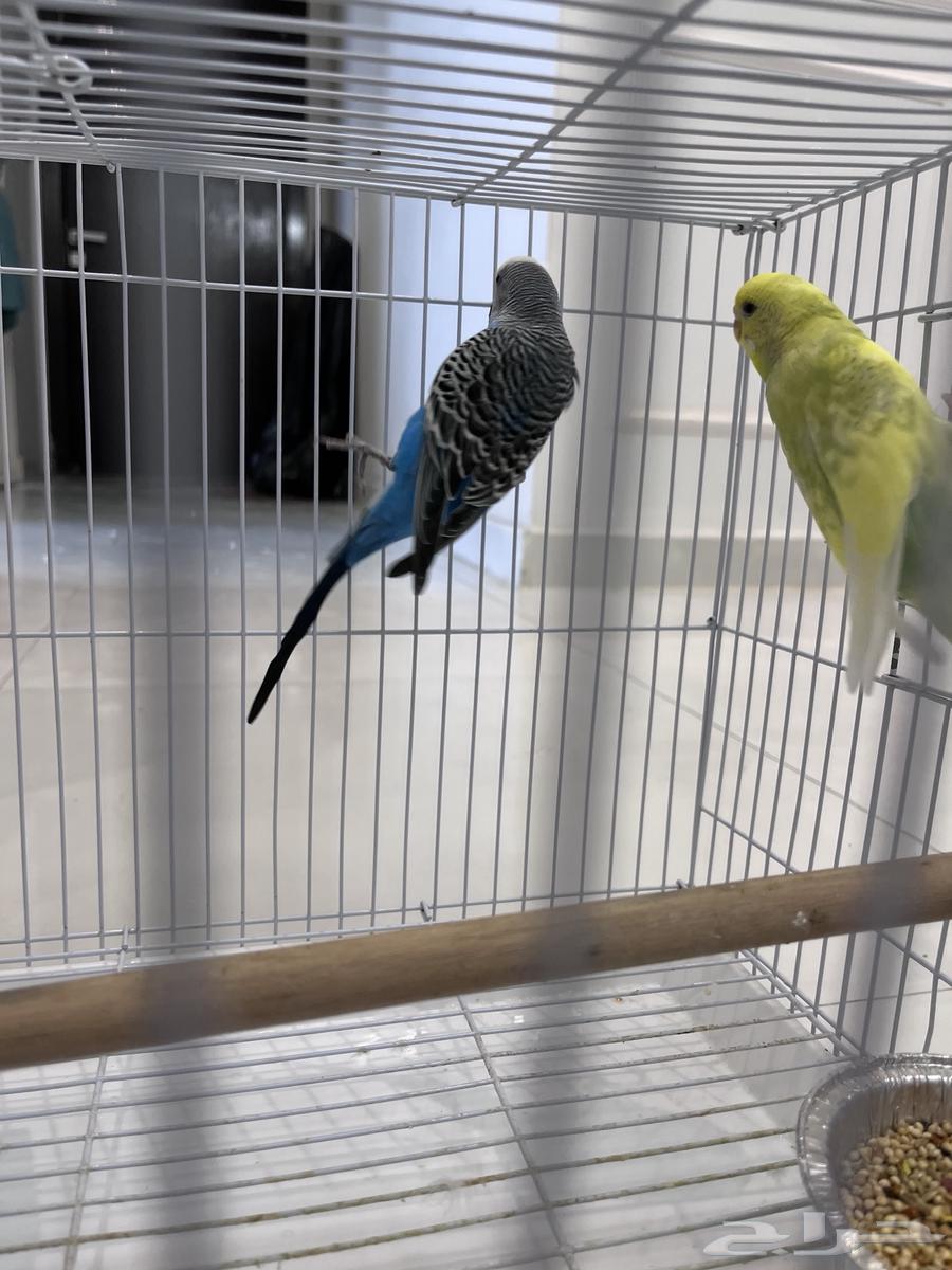 للبيع عصافير البادجي منتجين64218203217155110