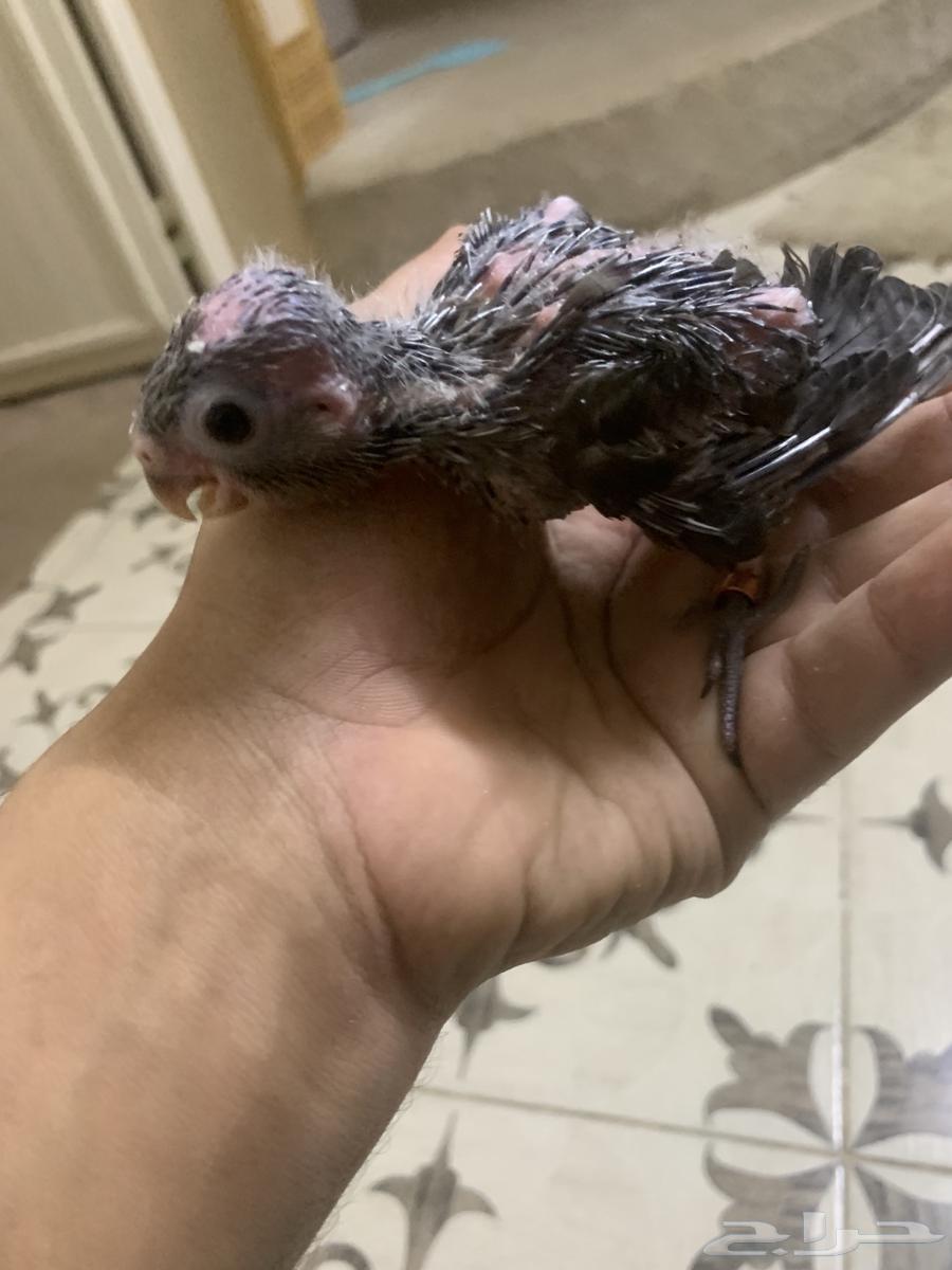 فروخ كروان هولندي تم البيع64221081826946110