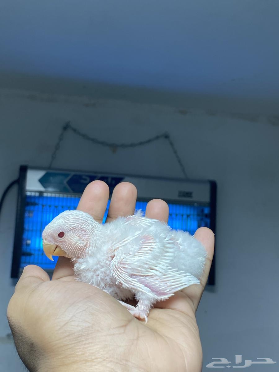 فروخ روز البينو64222320025473110