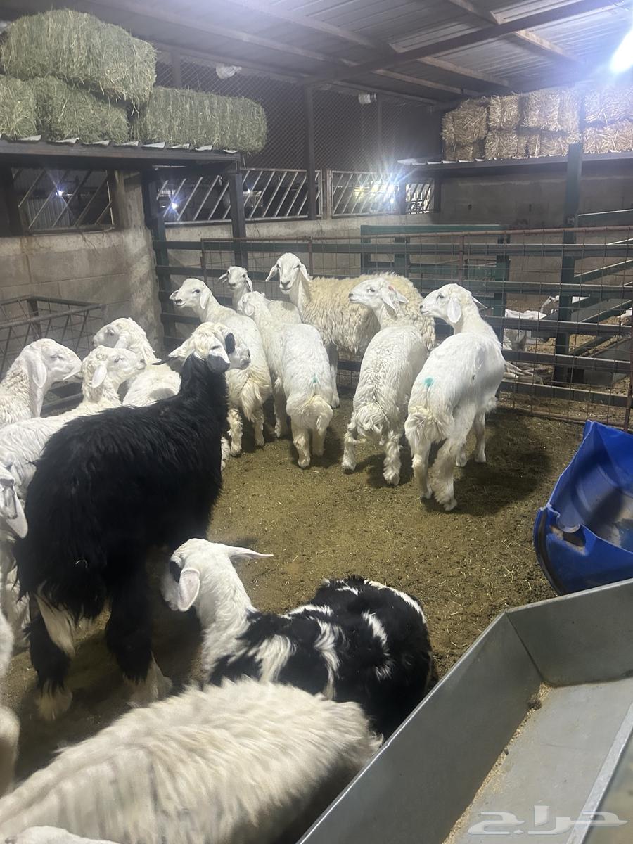 طليان للبيع في سوق الجربوع حصيره رقم 2764226569597571112