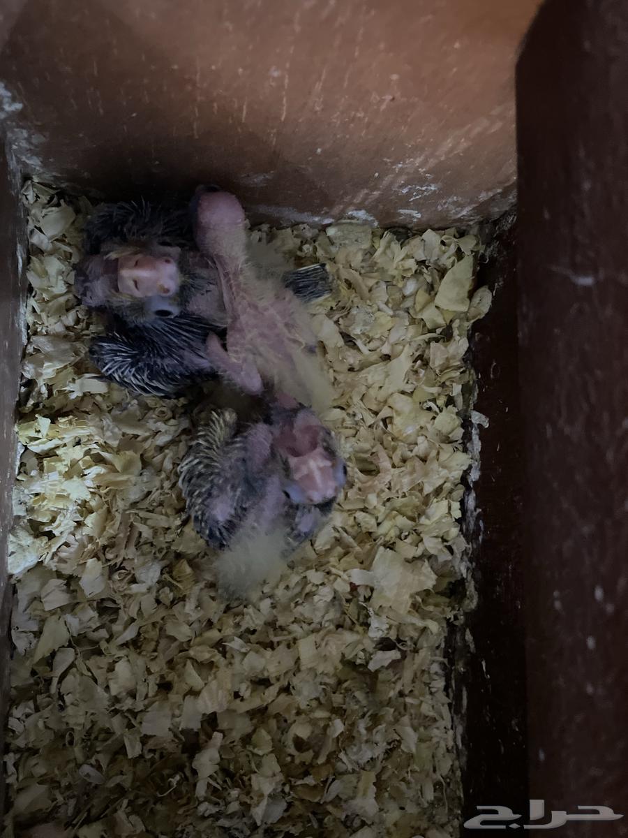 كروانات للبيع64213830985090110