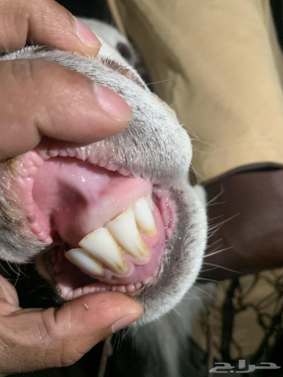 طلي صنف64229104927105111