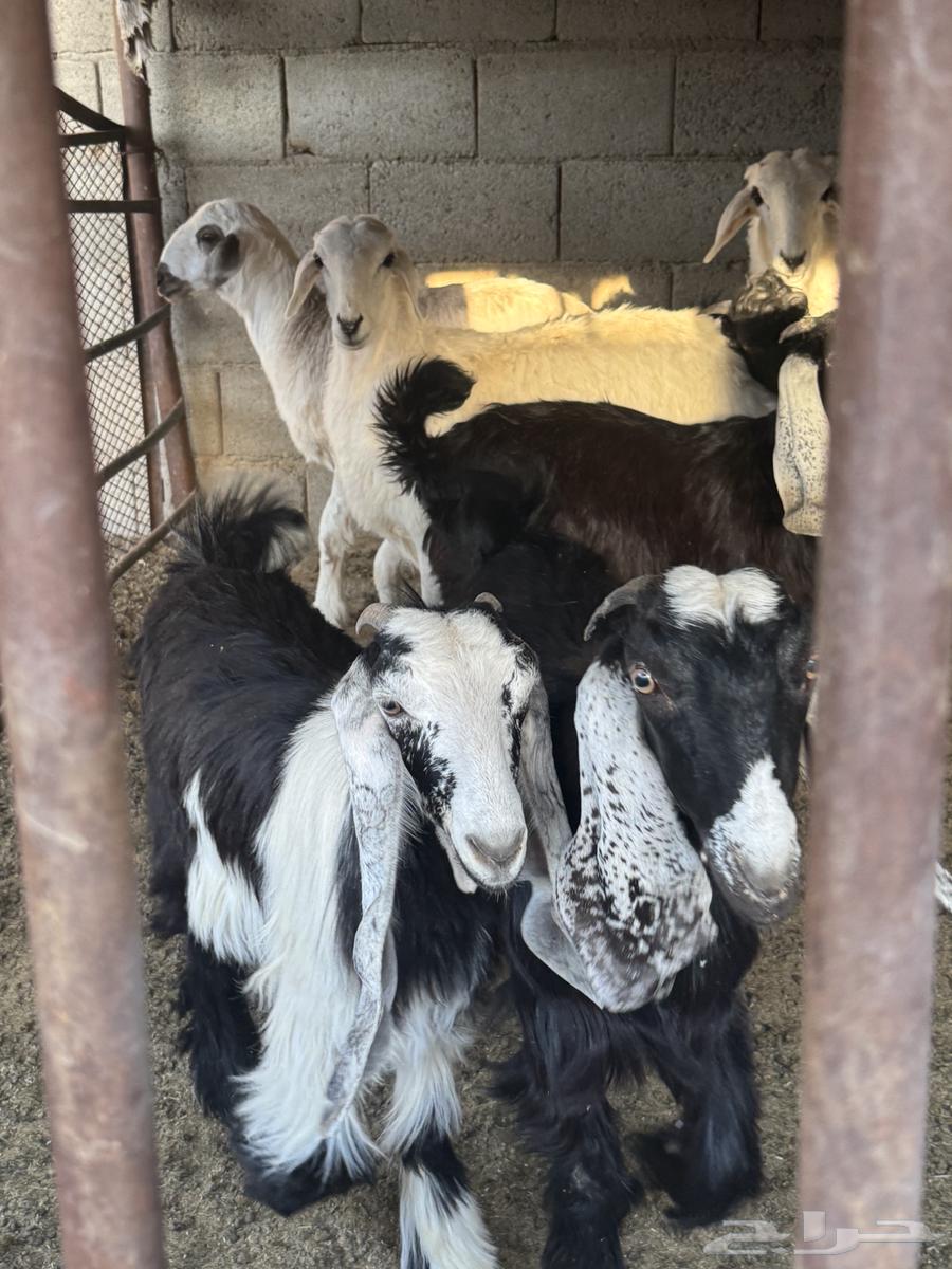 غنم للبيع جمله مستعجل لايجي الى الصامل64229479377026111