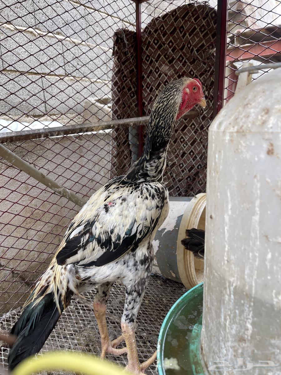 ديك يباني64217529901827112