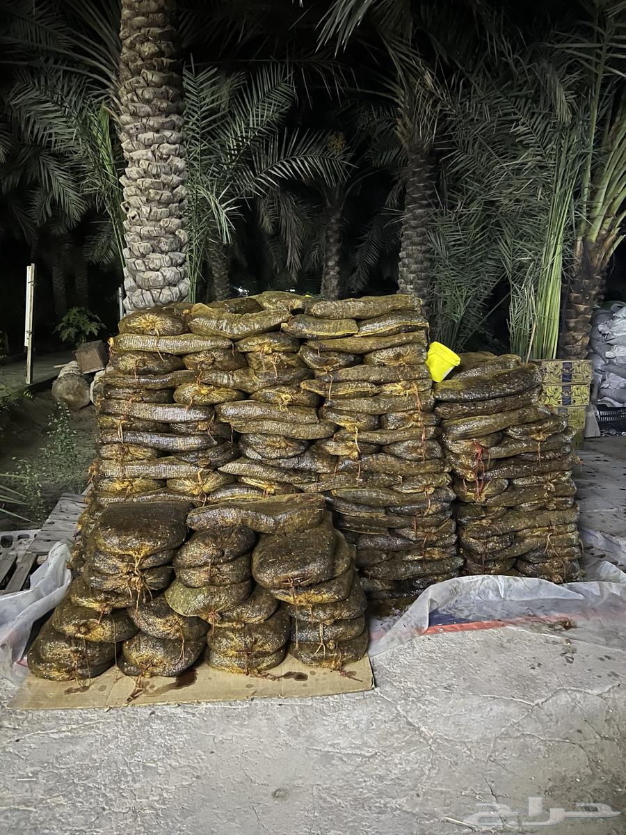 Dried Dates for Fodder64225193937537110