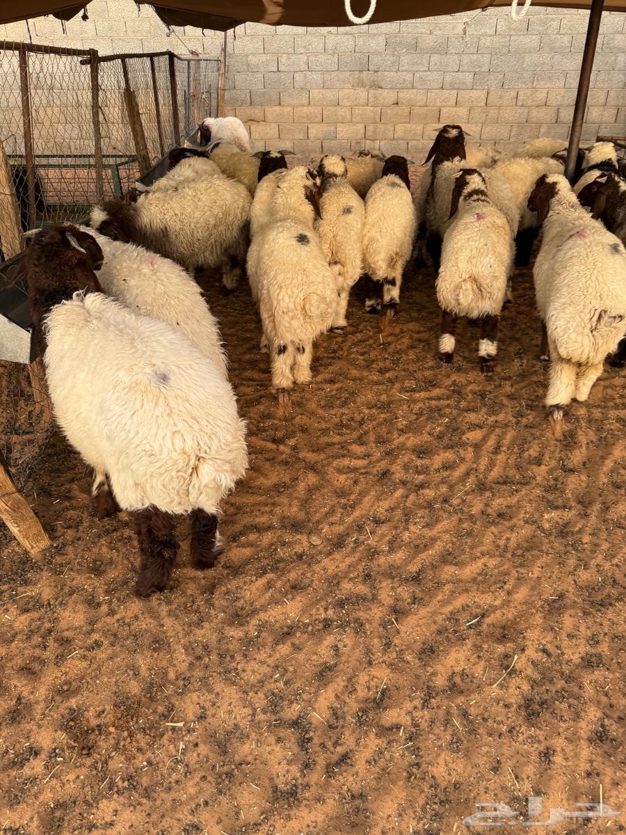 Local slaughter, fresh and Naeem available Tamara64209795752961114