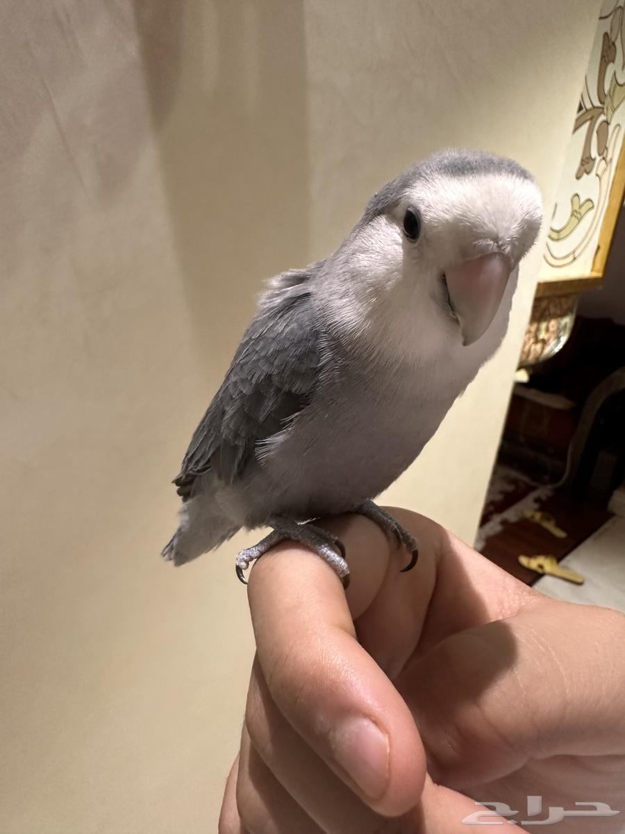 روز اليف يطلع على اليد64222968706689110