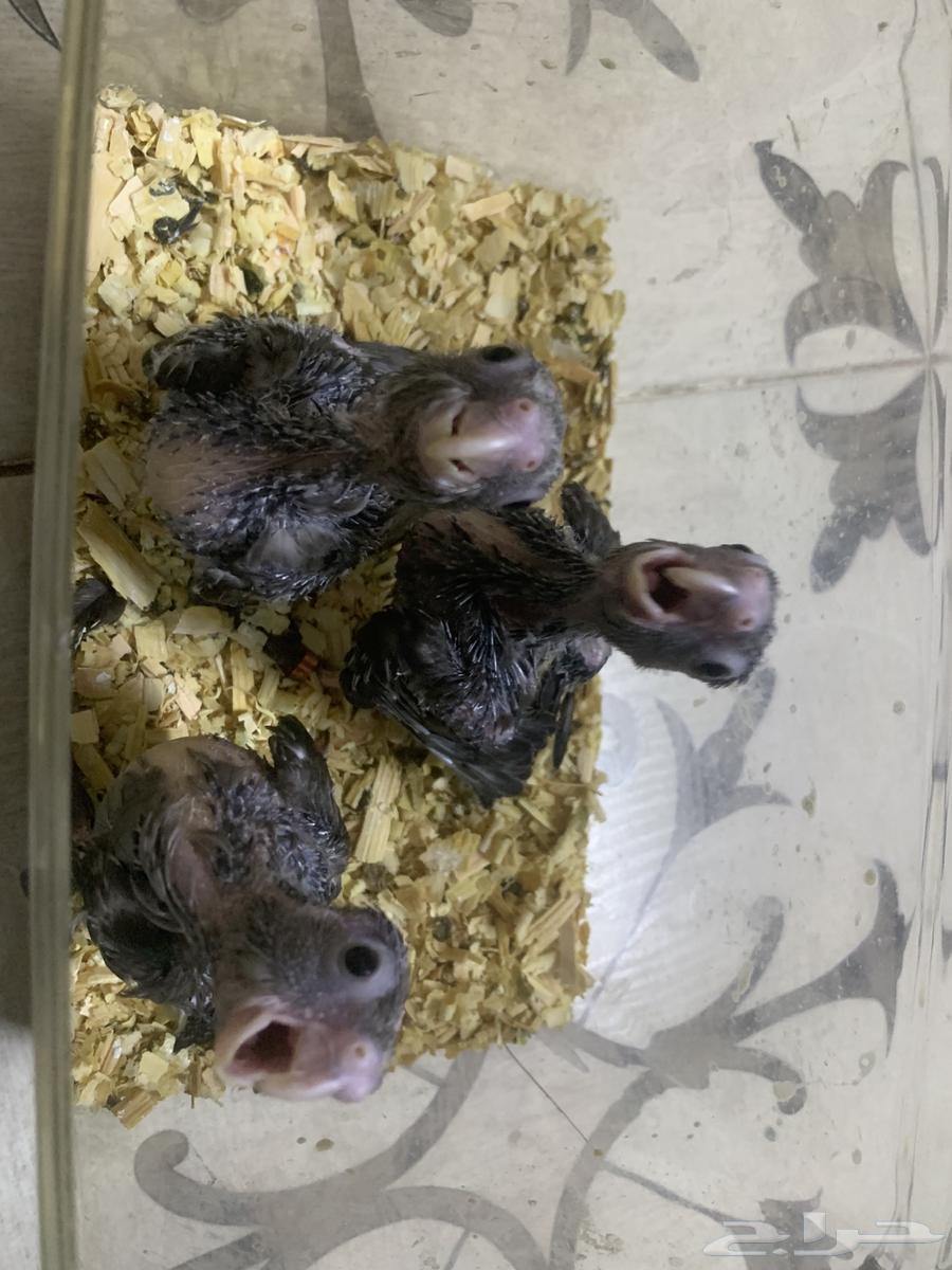 فروخ كروان هولندي تم البيع64221081826946112