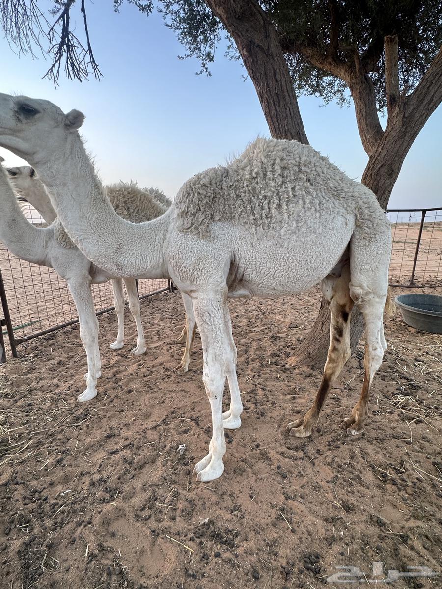 للبيع قعودين اعمارهن حول 7 شهور64230472975489110